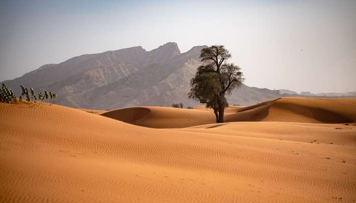 A mesmerising view of Sharjah Desert Park