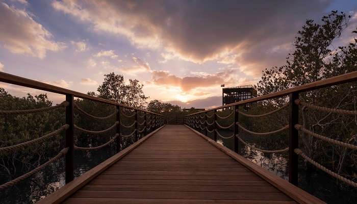 A surreal morning view of Jubail Mangrove Park.