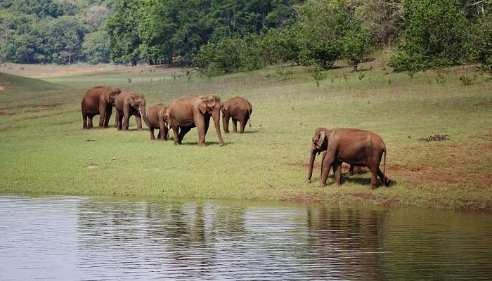 Troupeau d'éléphants sauvages paissant à la réserve faunique de Thekkady,  C’est l’une des meilleurs lieux touristiques en Inde du Sud pendant l’été