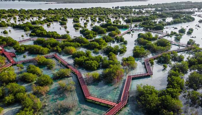 The aerial view of bird flock in Jubail Mangrove Park, the finest attraction of Abu Dhabi. 