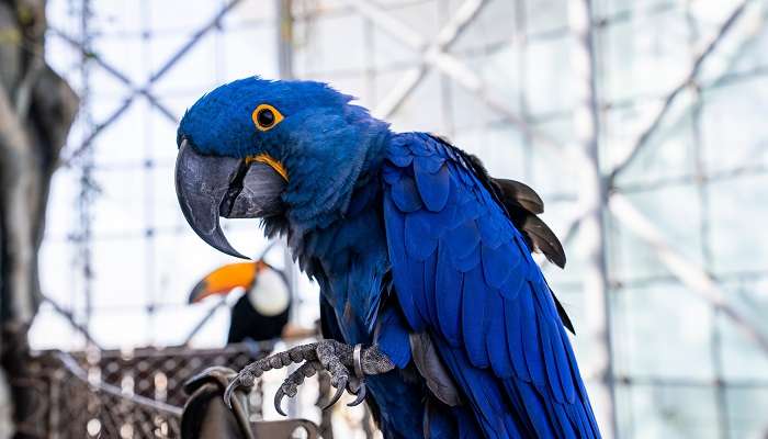 The picturesque view of a blue macaw parrot perched on a wire fence in The Green Planet.