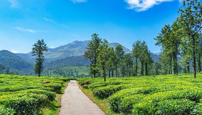La vue verdoyante de montagne de wayanad,  C’est l’une des meilleurs lieux touristiques en Inde du Sud pendant l’été