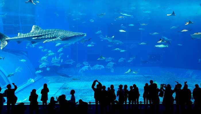 Giant shark in the Dubai Aquarium