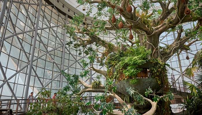 The appealing view of the indoor rainforest attraction in the UAE.