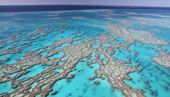 The Great Barrier Reef was discovered by Captain James Cook.