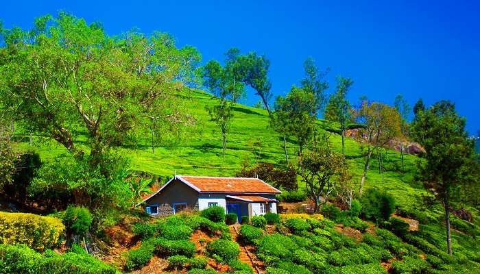 Belles plantations de thé à Coonoor, C'est l'une des meilleurs lieux touristiques près de Chennai