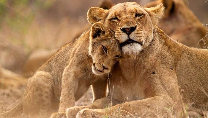 Facts About Kruger National Park