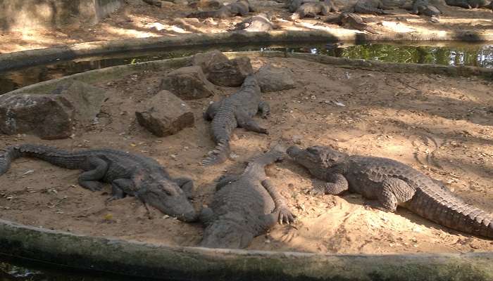 Fiducie-de-la-Banque-Crocodile-de-Madras, C'est l'une des meilleurs lieux touristiques près de Chennai