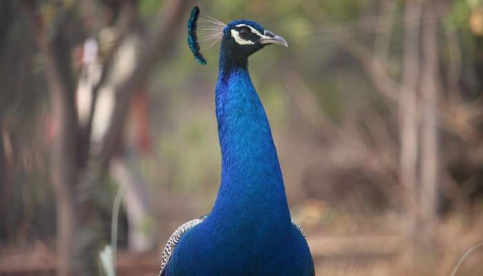 A peacock in KBR National Park, Hyderabad