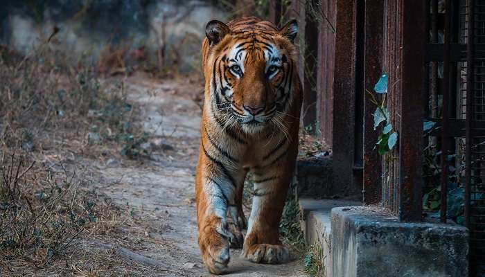 The Royal Bengal Tiger in National Zoological Park, among the must-visit places near India Gate