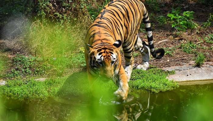 A tiger spotted in Nehru Zoological Park in Hyderabad