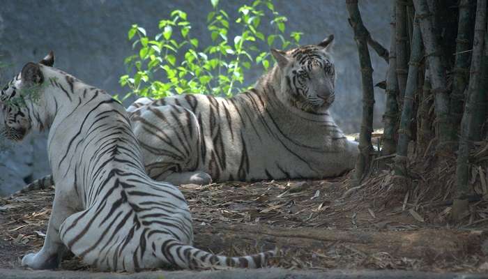 Parc-zoologique-dArignar-Anna, C'est l'une des meilleurs lieux touristiques près de Chennai
