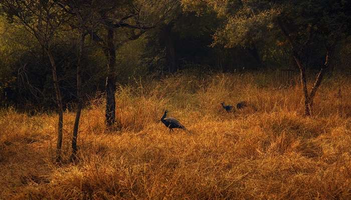 Forêt indienne le matin avec paon, New Delhi