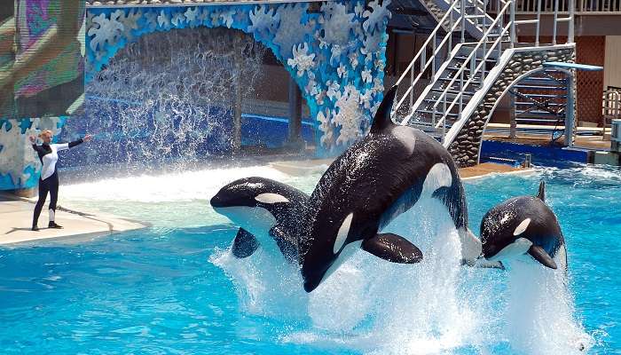 Whale show at SeaWorld USA