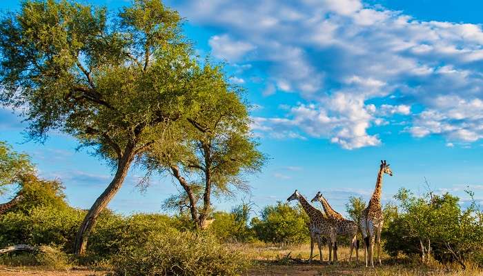The scenic vista of Kruger National Park in Africa