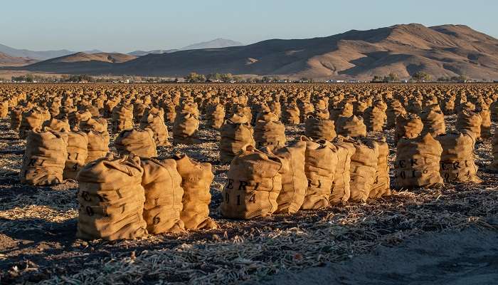 The view of Burlap Sacks filled with onions in Yerington, among the small towns in Nevada