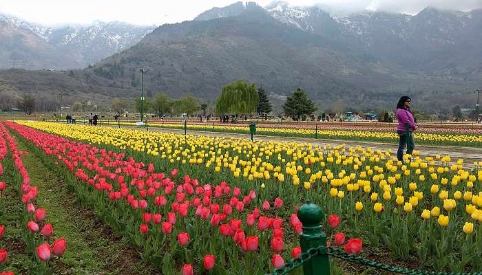 इंदिरा गांधी मेमोरियल ट्यूलिप गार्डन खूबसूरत ट्यूलिप गार्डन को देखे बिना आपकी कश्मीर यात्रा अधूरी है