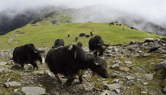 सिंगालीला राष्ट्रीय उद्यान सिक्किम में घूमने की जगहें है
