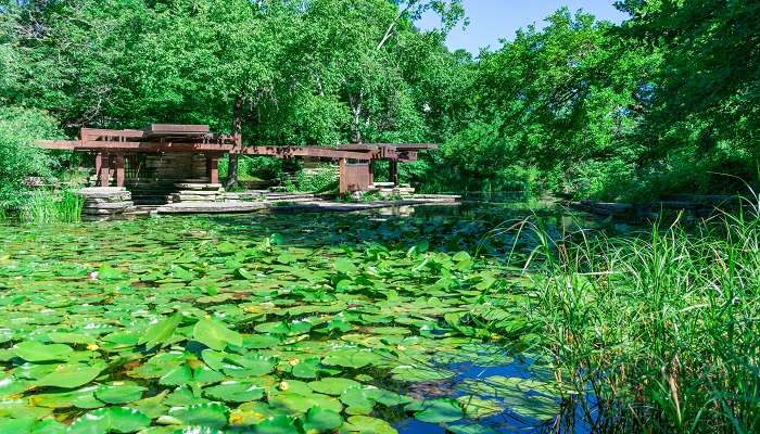 A splendid view of Alfred Caldwell Lily Pool, one of the best hidden gems in Chicago