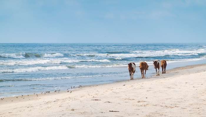 The view of the wild pony on the ocean coast at Assateague State Park, among the hidden gems in Maryland.