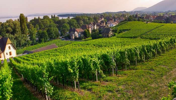 A delightful view of Auvernier where you can enjoy wine tasting events