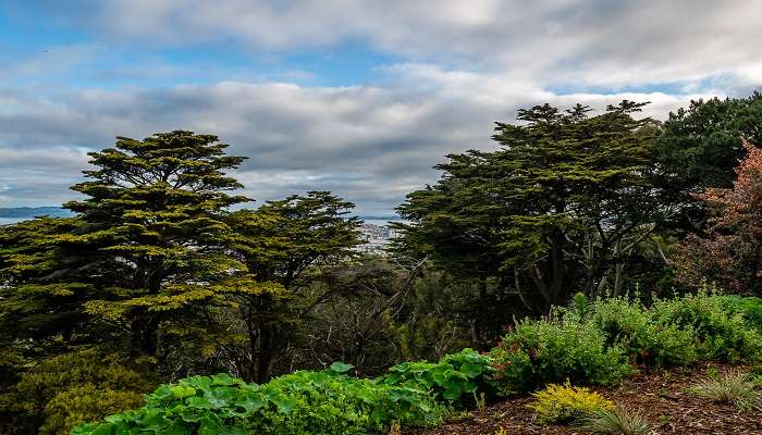 The breathtaking skyline view from Buena Vista Park, San Francisco.