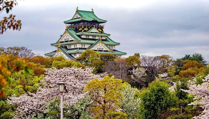 Experience the beauty of cherry blossoms in Japan, one of the major reasons to visit Japan.