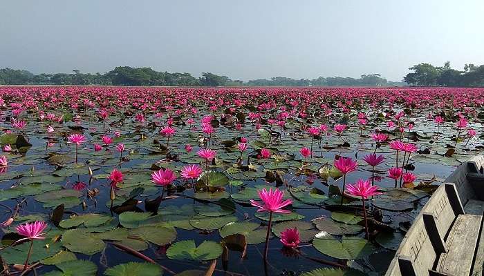 The pink fields of Malarikkal span as far as the eyes can see and offer one of the most beautiful and unique views in India