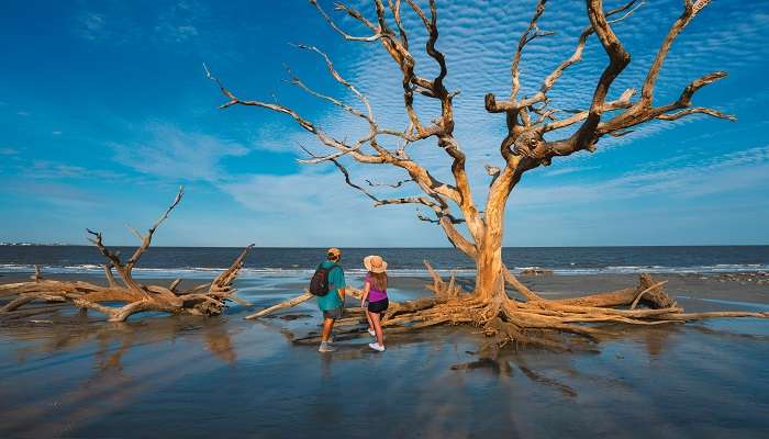 A couple standing on Driftwood Beach on Jekyll Island.