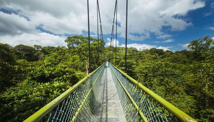 The scenic view of the Treetop Walk, the highlight of several hiking routes.