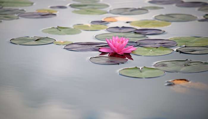 The water lilies of Malarikkal hold great cultural significance for the locals and play a vital role in ecological balance