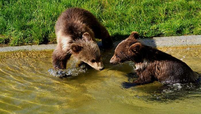 Explorez The Bear Park, C’est la meilleurs choses à faire en Suisse