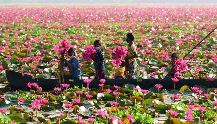You can experience the beautiful Malarikkal water lily fields through small crafts and boats for a small fee.