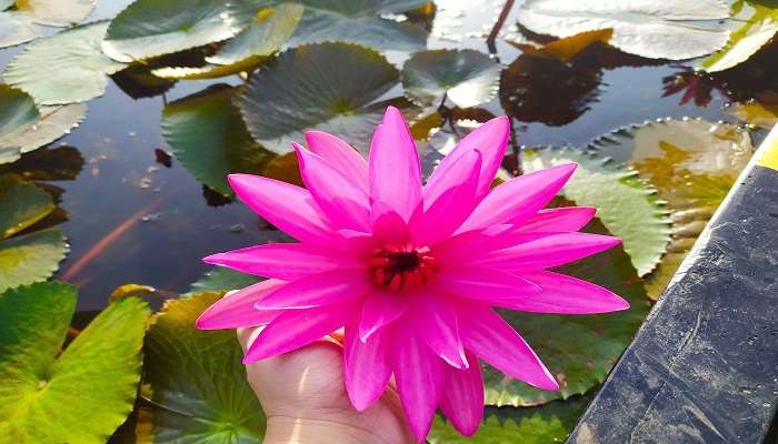 Blooming in the month of August every year, the pink-water lilies of Malarikkal are quite the sight to behold