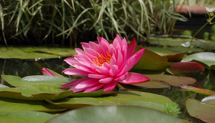 The Malarikal water lily fields bloom around the months of August and September. Hence, this is the best time to visit it