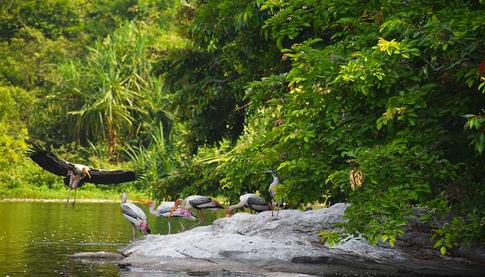 डॉ. सलीम अली पक्षी अभयारण्य गोवा में छुपी हुई जगहें की सूची में एक प्रमुख स्थान है