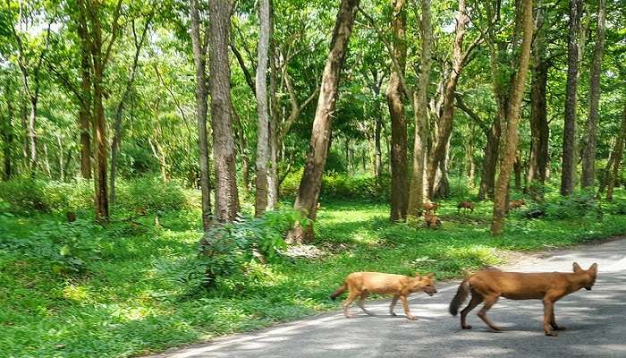 कर्नाटक में घूमने के लिए सबसे अच्छी जगहें बांदीपुर राष्ट्रीय उद्यान है