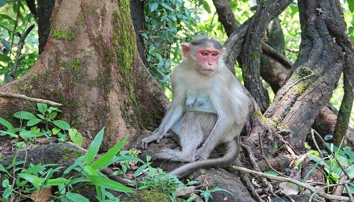 भगवान महावीर वन्यजीव अभयारण्य और मोल्लेम राष्ट्रीय उद्यान गोवा में छुपी हुई जगहें में से एक है