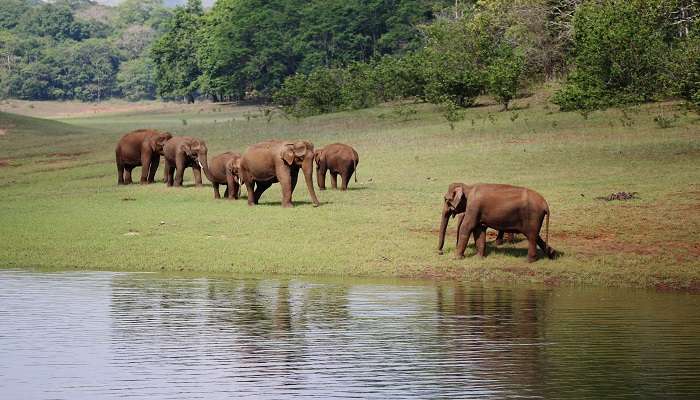 Elephants at Thekkady Wildlife Sanctuary, a place to stop at during the Munnar to Thekkady road trip