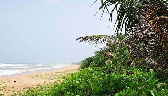 the view of the beach, during your river safari in Bentota.