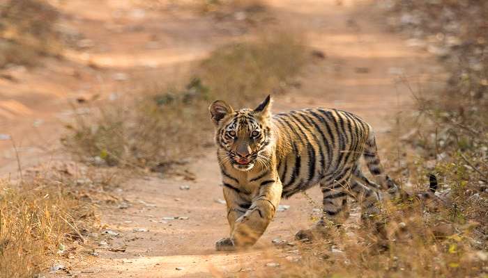 A Tigress and her cub playing around in the Tadoba Andhari Tiger Reserve 