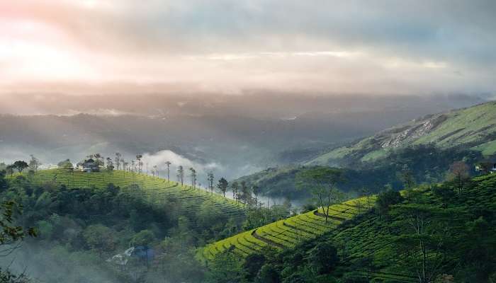 The scenic view of Munnar during the Cochin to Munnar road trip.