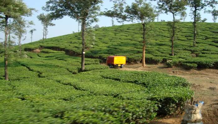 An aerial view of Tea Plantation in Wayanad