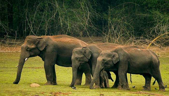 Balle Elephant Camp is close to Lake View Resort Kabini