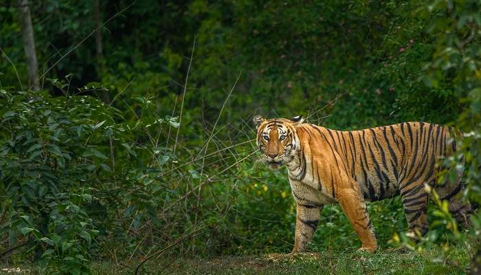 Visit Bandipur National Park during Kochi to Bangalore road trip for wildlife encounters.