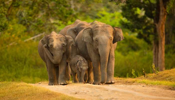 Elephants in Bandipur National Park.