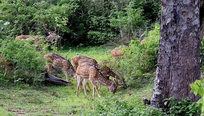 During your road trip from Mysore to Kerela, make sure to check out the amazing Bandipur National Park as well.