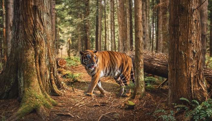 Royal Bengal Tiger spotted at the Bannerghatta National Park