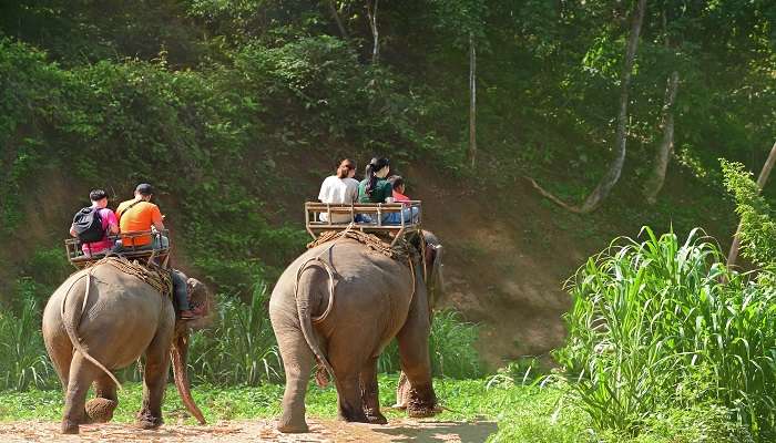 Elephant trekking near Thailand.