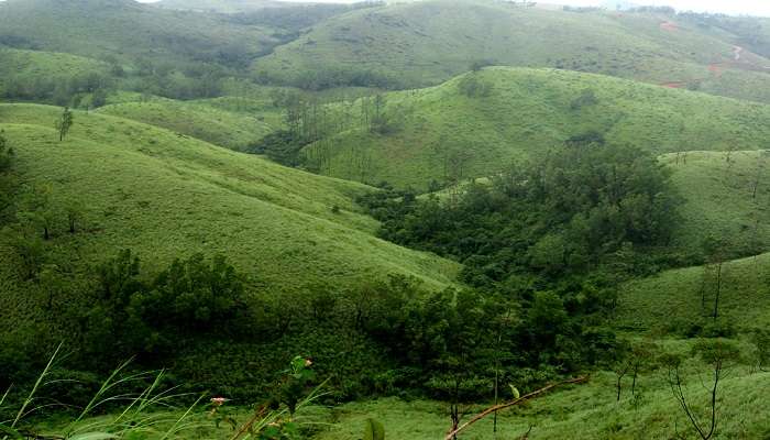 Meadow in Vagamon, a treat to witness after Munnar to Vagamon road trip